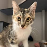 Photo of Poppy
