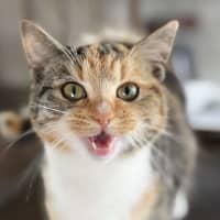 Photo of Foxtrot