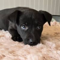 Photo of Camilla The Chicken