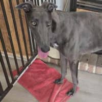 Photo of Hansel, The Blue Greyhound