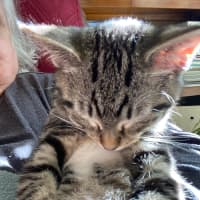 Photo of Timmy (Bob)