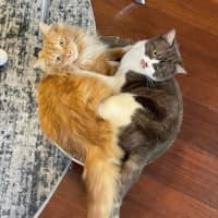 Photo of Peaches 