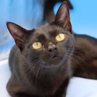 Photo of Julie   Now At Pet Quarters Glendale