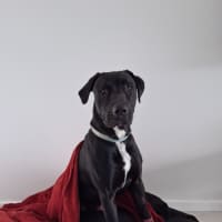 Photo of Tiny   1 Year Old Great Dane X Labrador (Trial)