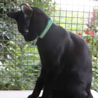 Photo of Benny   Pet Quarters Broadmeadow 