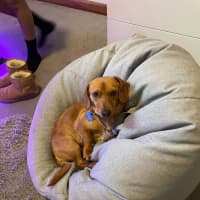 Photo of Riley