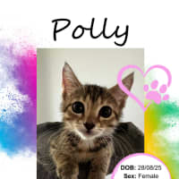 Photo of Polly
