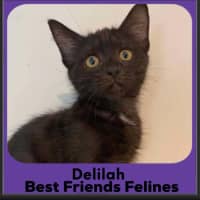 Photo of Delilah 