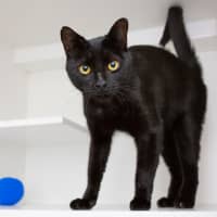Photo of Onyx
