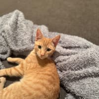 Photo of Cedar And Cypress