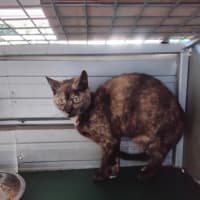 Photo of Bandit