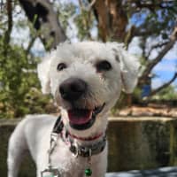 Photo of Fern