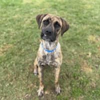 Photo of Boof Imp 1433