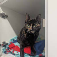 Photo of Anne Meowaway