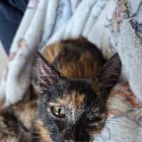 Photo of Lysandra