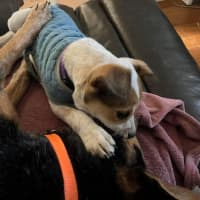 Photo of Banjo