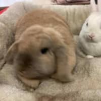 Photo of Holly & Hope