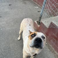 Photo of Nugget