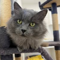 Photo of Jinx