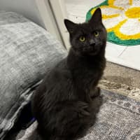 Photo of Crinkle