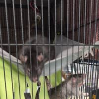 Photo of Waffle