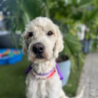 Photo of Daisy