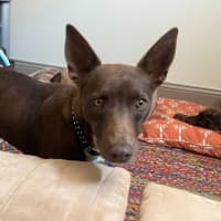 Photo of Cinnamon