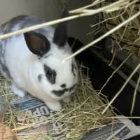 Photo of Pebbles (Bonded To Buttercup)