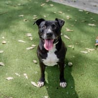 Photo of Koda
