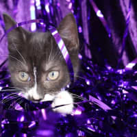 Photo of Rivet