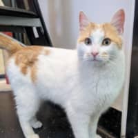 Photo of Manilla Mango