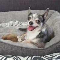 Photo of Hugo And Rocky