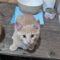 Photo of Nutmeg