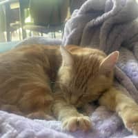 Photo of Mrs Garfield