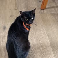 Photo of Buu Black