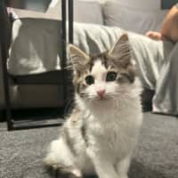 Photo of Lily *9 Lives Project Rescue*