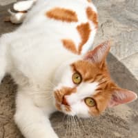 Photo of Coriander