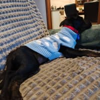 Photo of Oscar   4 Month Old Kelpie X Wolfhound