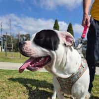 Photo of Dotti