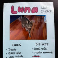 Photo of Chicken