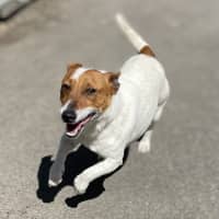 Photo of Frankie