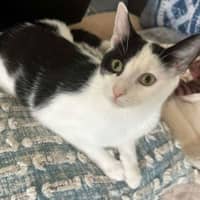 Photo of Magpie