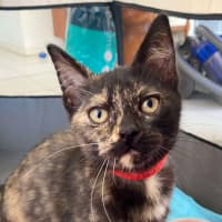 Photo of Tortie (K62 )