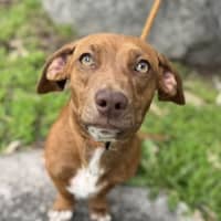 Photo of Cinnamon Swirl 