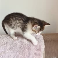 Photo of Sookie Lala