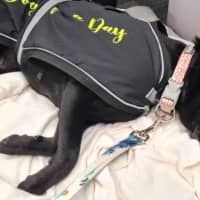 Photo of Pippa