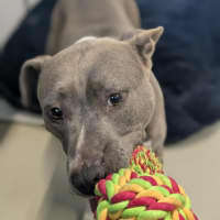 Photo of 🍇 Lyra 6376 🍇