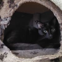 Photo of Bagheera