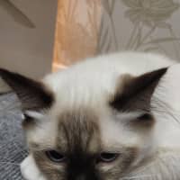 Photo of Zorro