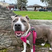 Photo of Tilly "Foster To Adopt"